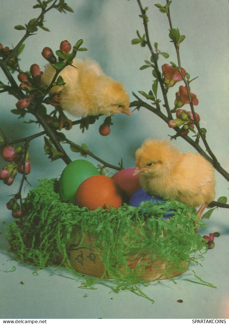 PASQUA POLLO UOVO Vintage Cartolina CPSM #PBO727.IT - Pasen