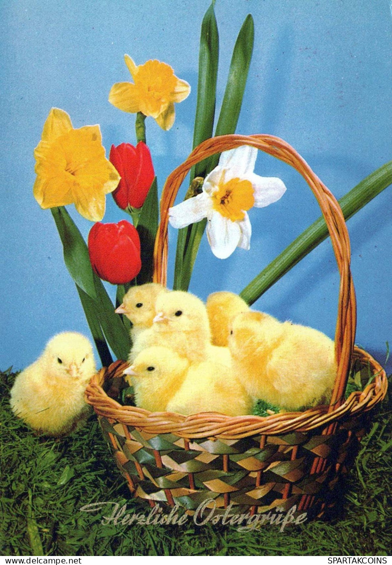 PASQUA POLLO UOVO Vintage Cartolina CPSM #PBO853.IT - Easter
