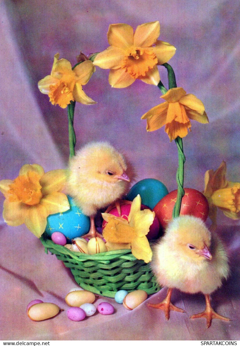 PASQUA POLLO UOVO Vintage Cartolina CPSM #PBO666.IT - Ostern