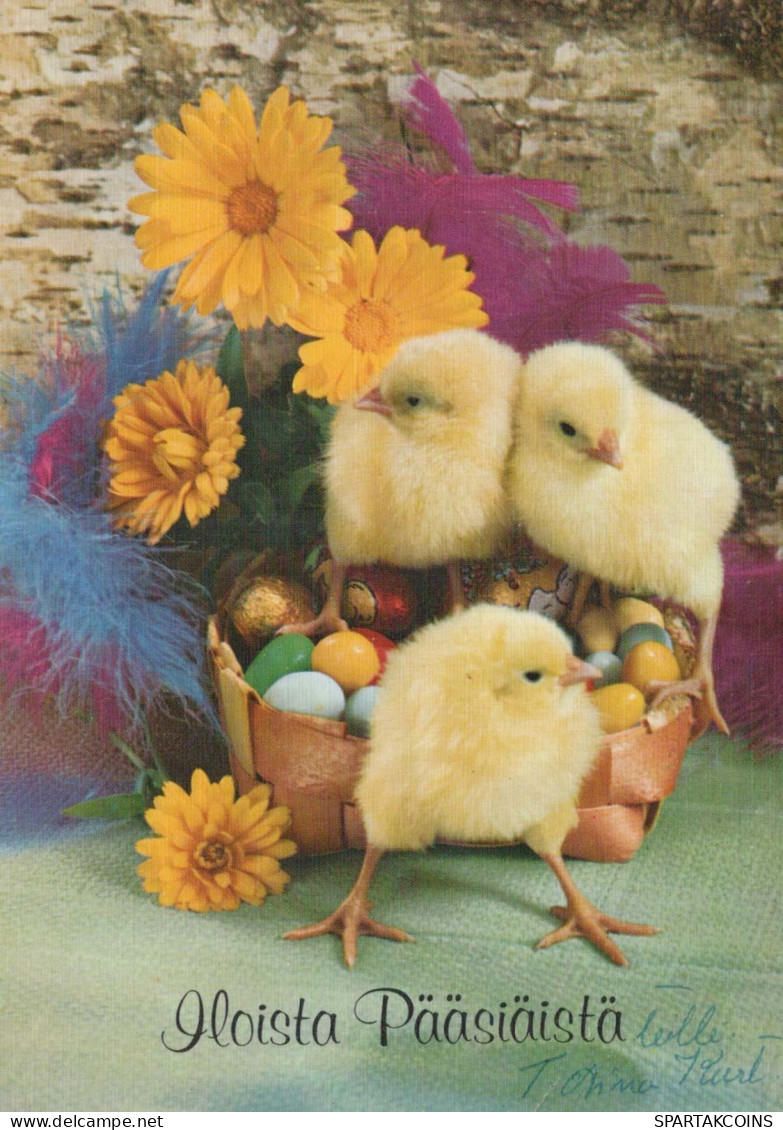 PASQUA POLLO UOVO Vintage Cartolina CPSM #PBO603.IT - Ostern