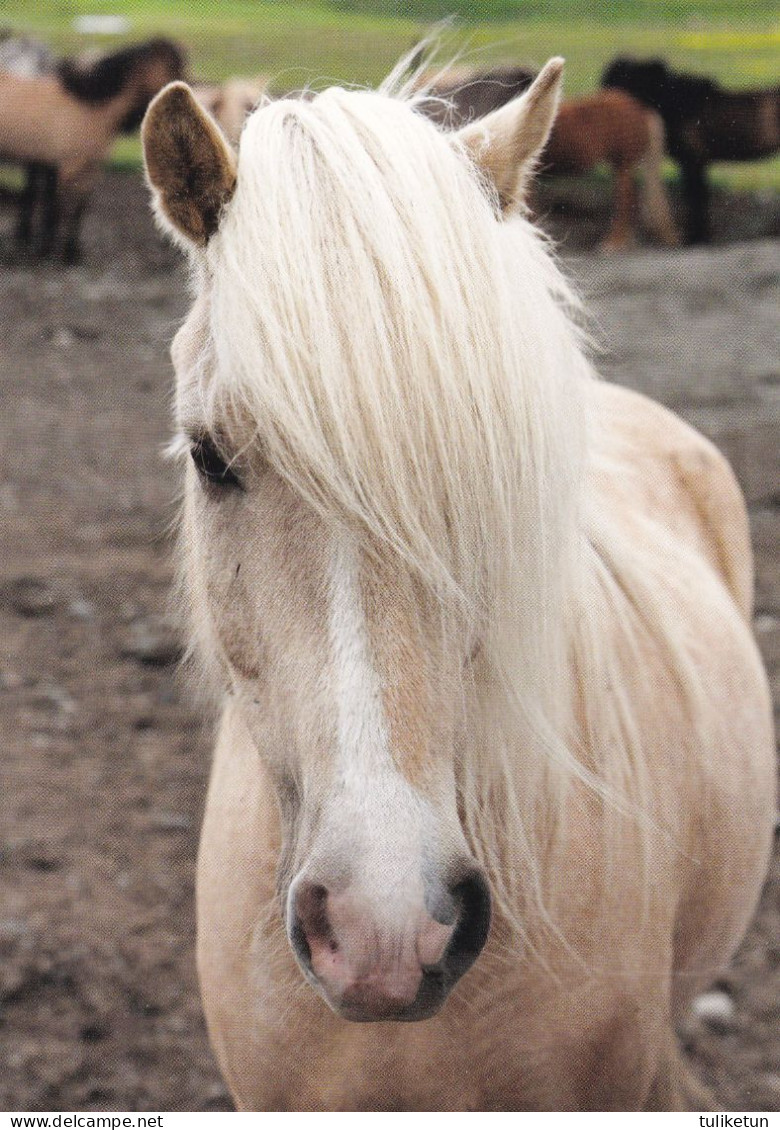 Horse - Cheval - Paard - Pferd - Cavallo - Cavalo - Caballo - Häst - Paletti - Finland - Pferde