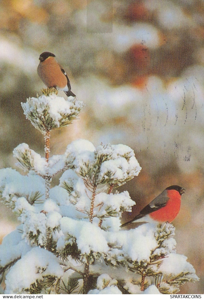 UCCELLO Animale Vintage Cartolina CPSM #PAM740.IT - Oiseaux