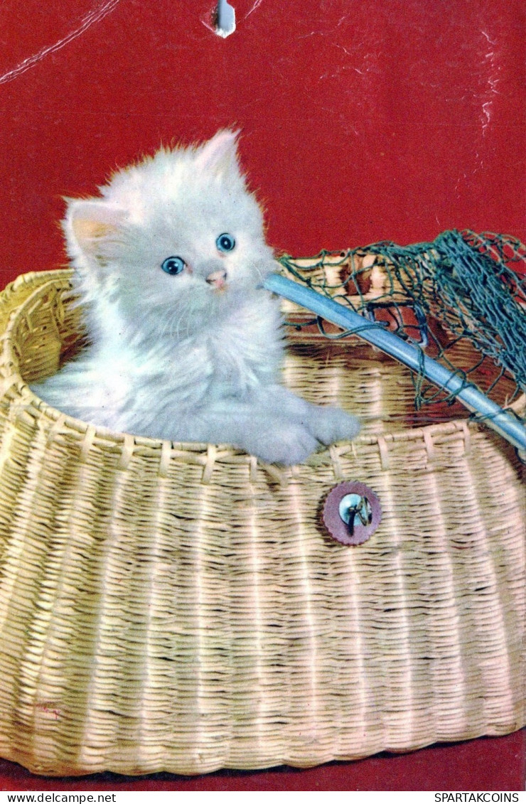 GATTO KITTY Animale Vintage Cartolina CPSM #PAM110.IT - Gatti