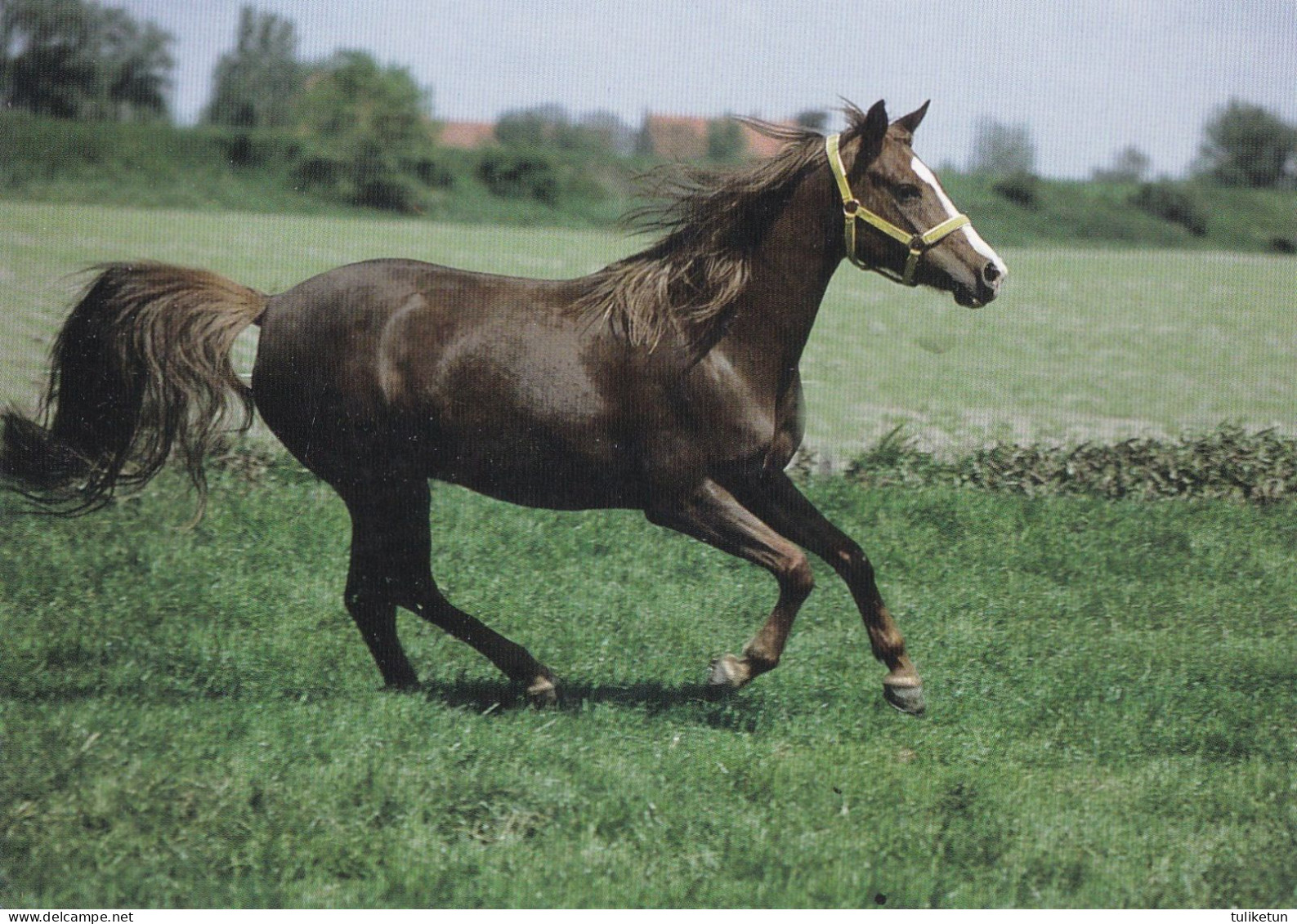 Horse - Cheval - Paard - Pferd - Cavallo - Cavalo - Caballo - Häst - Paletti - Finland - Paarden