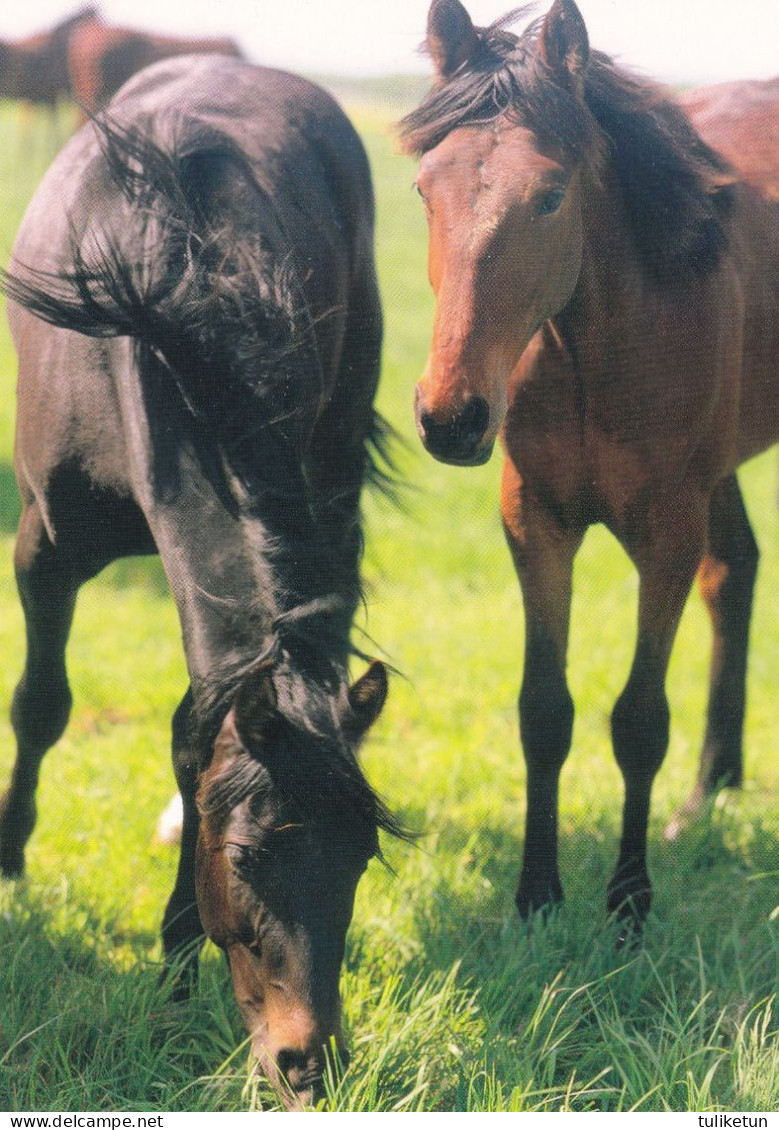 Horse - Cheval - Paard - Pferd - Cavallo - Cavalo - Caballo - Häst - Paletti - Finland - Paarden