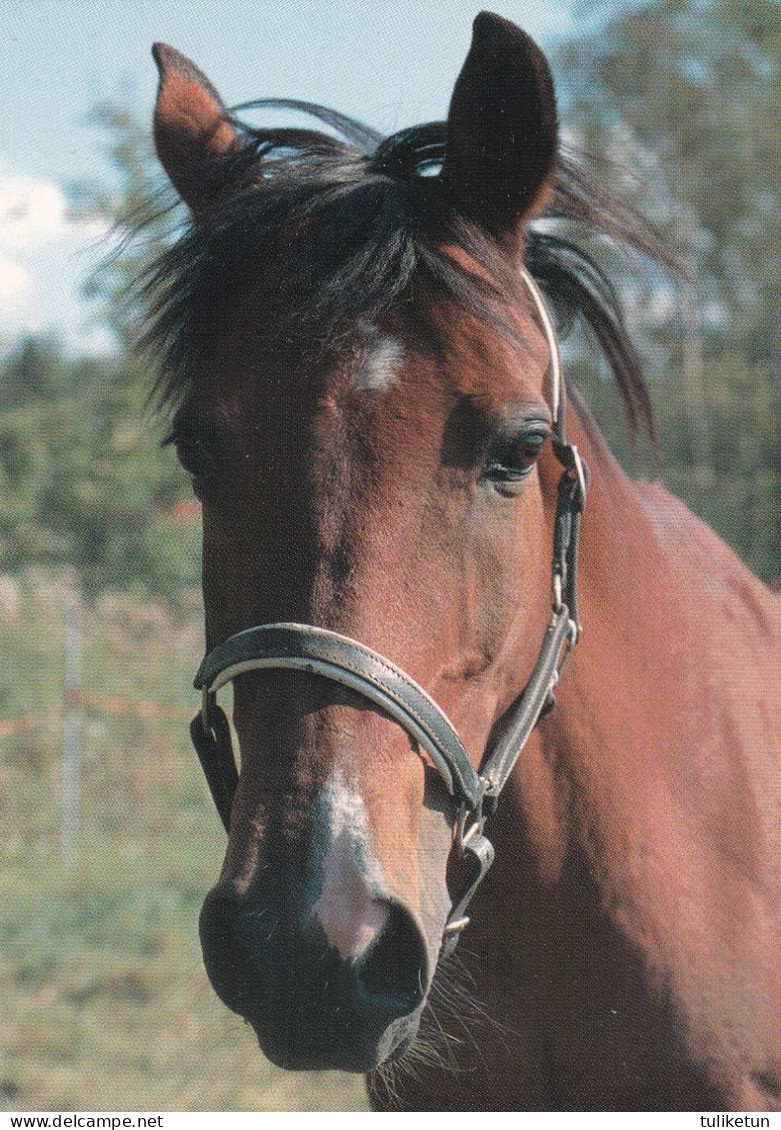 Horse - Cheval - Paard - Pferd - Cavallo - Cavalo - Caballo - Häst - Paletti - Finland - Pferde