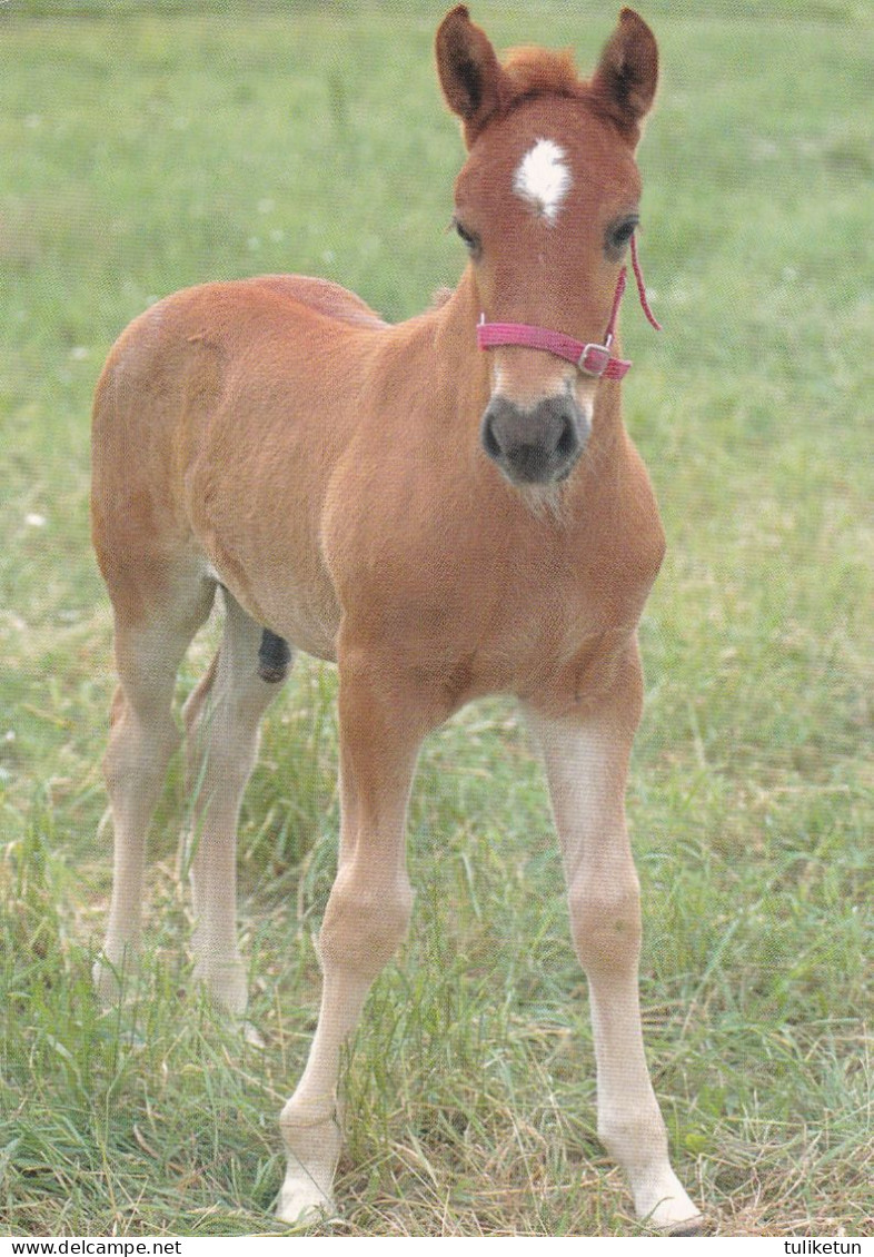 Horse - Cheval - Paard - Pferd - Cavallo - Cavalo - Caballo - Häst - Paletti - Finland - Chevaux