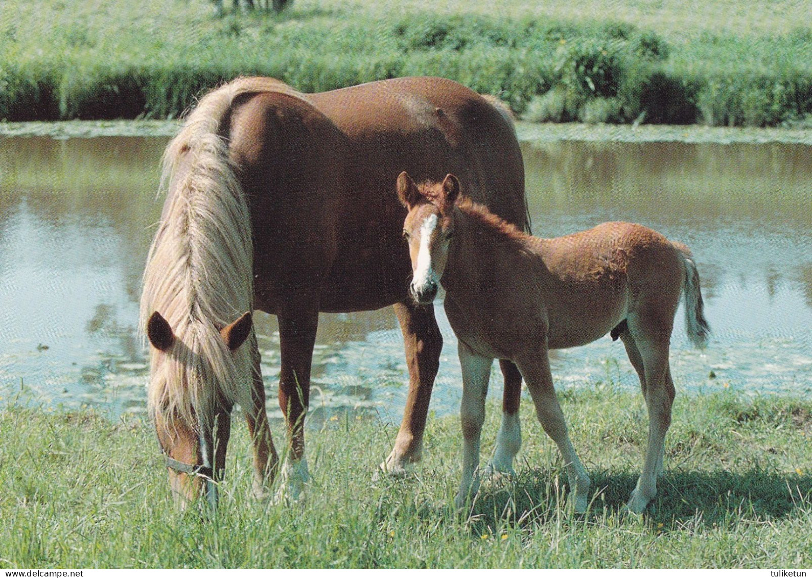 Horse - Cheval - Paard - Pferd - Cavallo - Cavalo - Caballo - Häst - Kuultokuva - Finland - Pferde