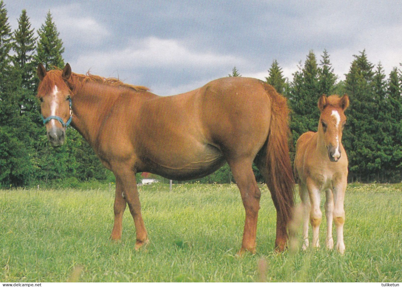 Horse - Cheval - Paard - Pferd - Cavallo - Cavalo - Caballo - Häst - Karto - Finland - Paarden