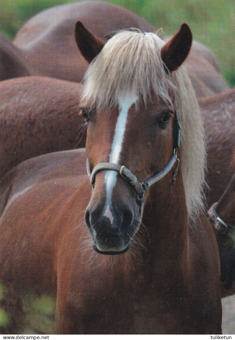 Horse - Cheval - Paard - Pferd - Cavallo - Cavalo - Caballo - Häst - Karto - Finland - Pferde