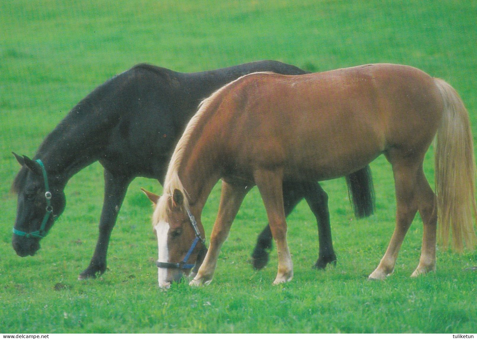 Horse - Cheval - Paard - Pferd - Cavallo - Cavalo - Caballo - Häst - Karto - Finland - Paarden