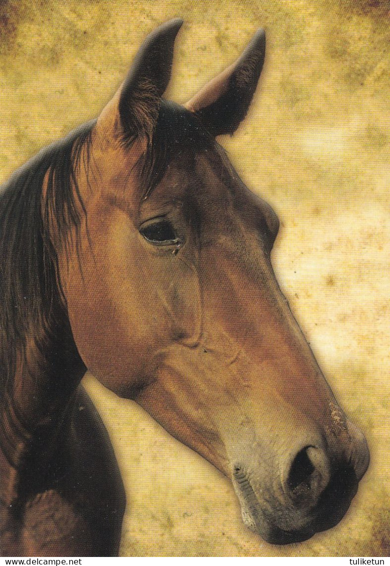 Horse - Cheval - Paard - Pferd - Cavallo - Cavalo - Caballo - Häst - Karto - Finland - Chevaux