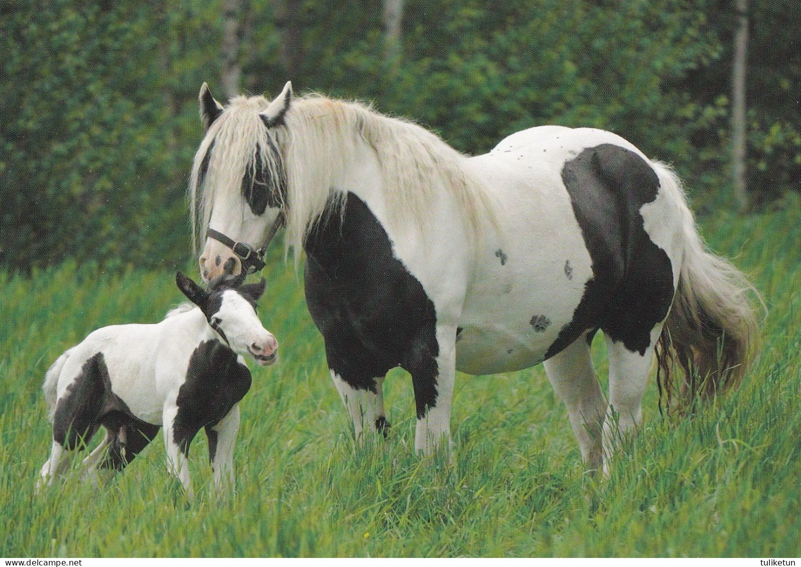 Horse - Cheval - Paard - Pferd - Cavallo - Cavalo - Caballo - Häst - Karto - Finland - Pferde