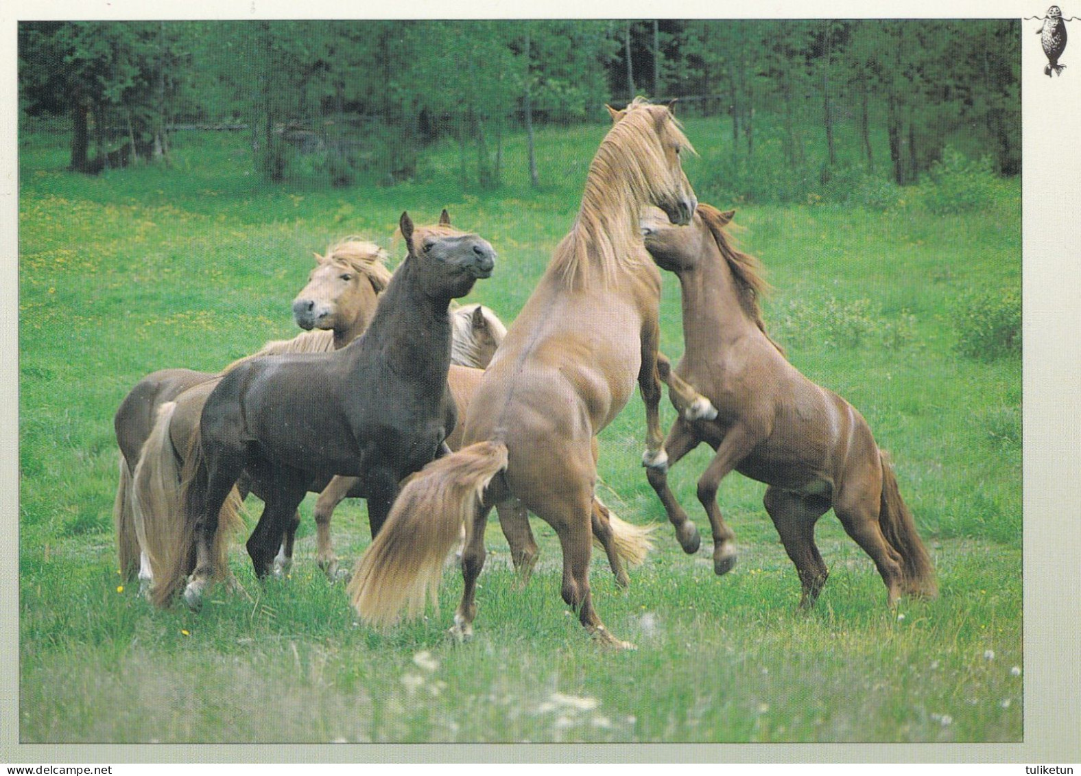 Horse - Cheval - Paard - Pferd - Cavallo - Cavalo - Caballo - Häst - Karto - Finland - Ringed Seal Logo - Chevaux