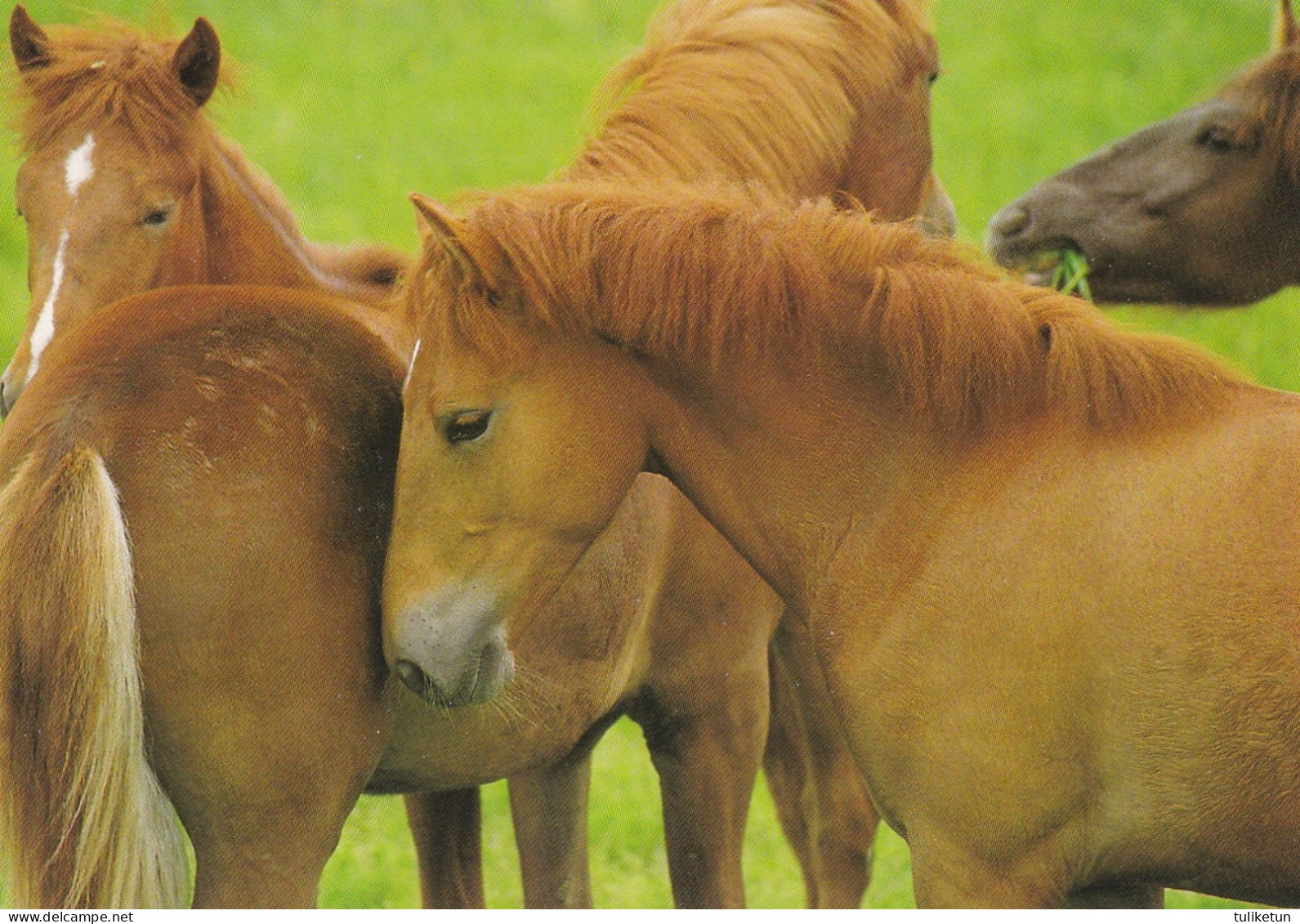 Horse - Cheval - Paard - Pferd - Cavallo - Cavalo - Caballo - Häst - Karto - Finland - Paarden