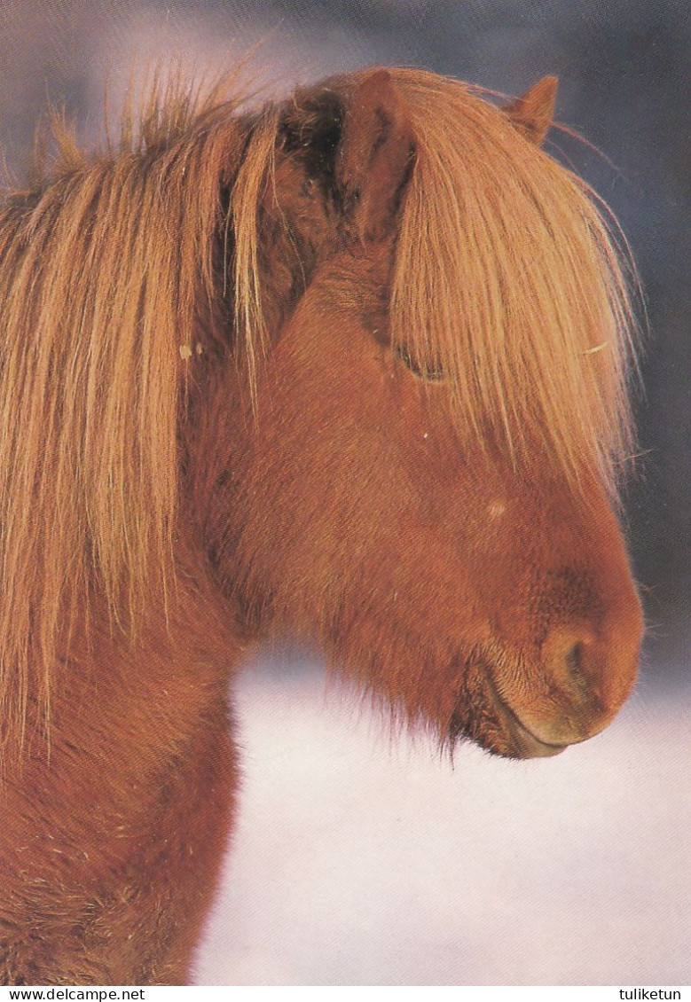 Horse - Cheval - Paard - Pferd - Cavallo - Cavalo - Caballo - Häst - Karto - Finland - Chevaux