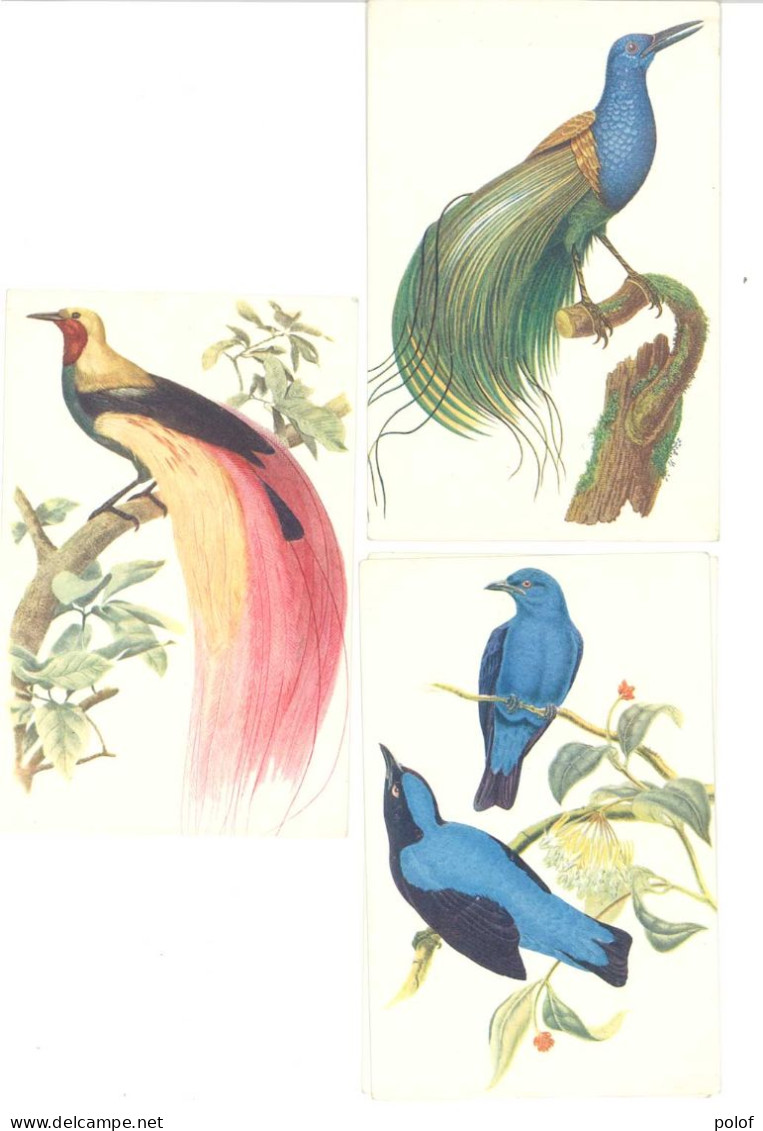 ILLUSTRATEUR - Lot De 3 CP - Comité National De L' Enfance - Oiseaux Rares   (A DIVERS 91) - 1900-1949