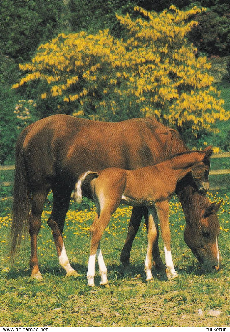 Horse - Cheval - Paard - Pferd - Cavallo - Cavalo - Caballo - Häst - Korttipalvelu - Finland - Chevaux