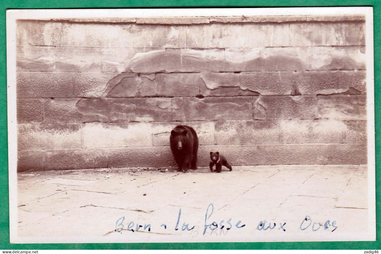 BERNE - LA FOSSE AUX OURS - CARTE PHOTO - Berna