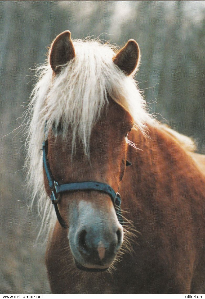 Horse - Cheval - Paard - Pferd - Cavallo - Cavalo - Caballo - Häst - Tomin Kuva Oy - Finland - Horses