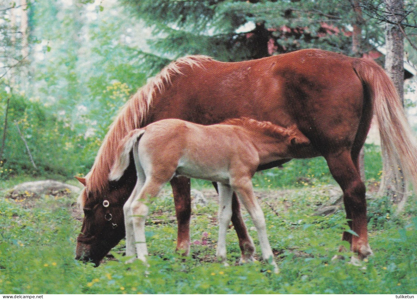 Horse - Cheval - Paard - Pferd - Cavallo - Cavalo - Caballo - Häst - Tomin Kuva Oy - Finland - Horses