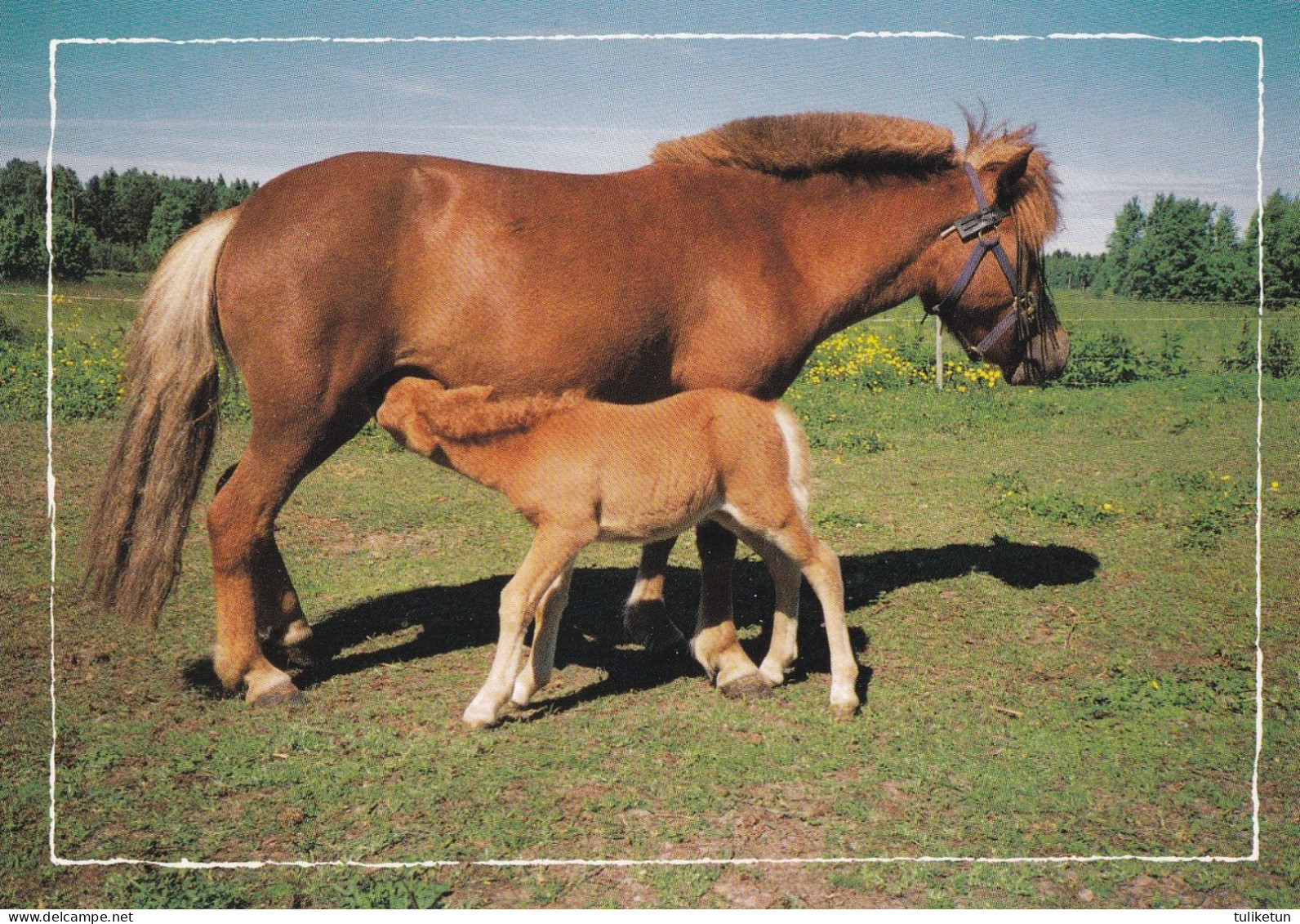 Horse - Cheval - Paard - Pferd - Cavallo - Cavalo - Caballo - Häst - Gyll - Finland - Paarden