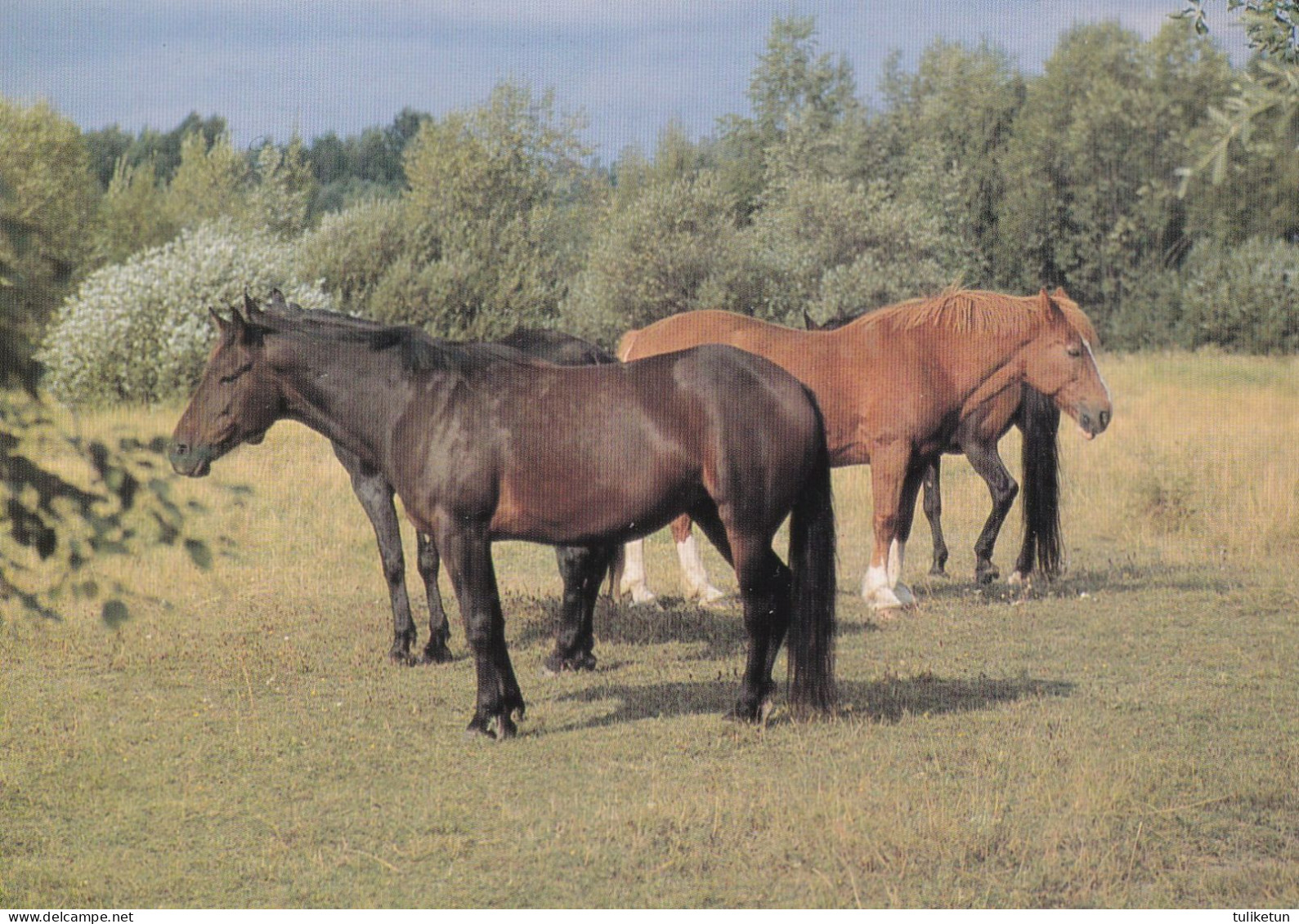 Horse - Cheval - Paard - Pferd - Cavallo - Cavalo - Caballo - Häst - Kustannus KORTTIA - Finland - Horses