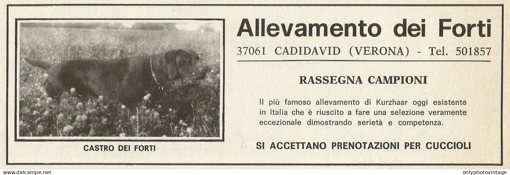 Kurzhaar Allevamento Dei Forti - Cadidavid - Pubblicità 1969 - Advertising - Advertising