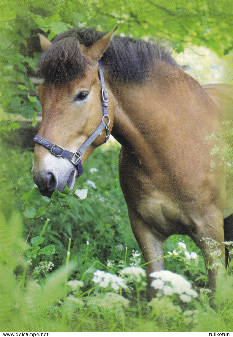 Horse - Cheval - Paard - Pferd - Cavallo - Cavalo - Caballo - Häst - Korttituote - Finland - Chevaux