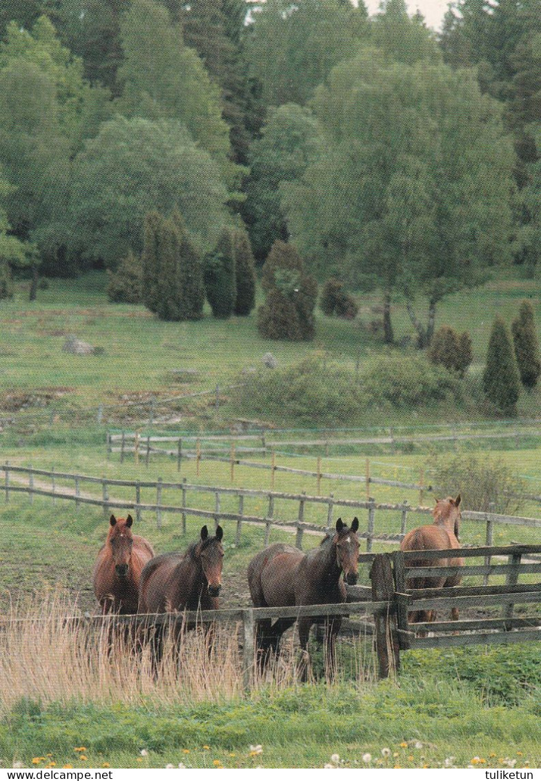 Horse - Cheval - Paard - Pferd - Cavallo - Cavalo - Caballo - Häst - Karto - Finland - Chevaux