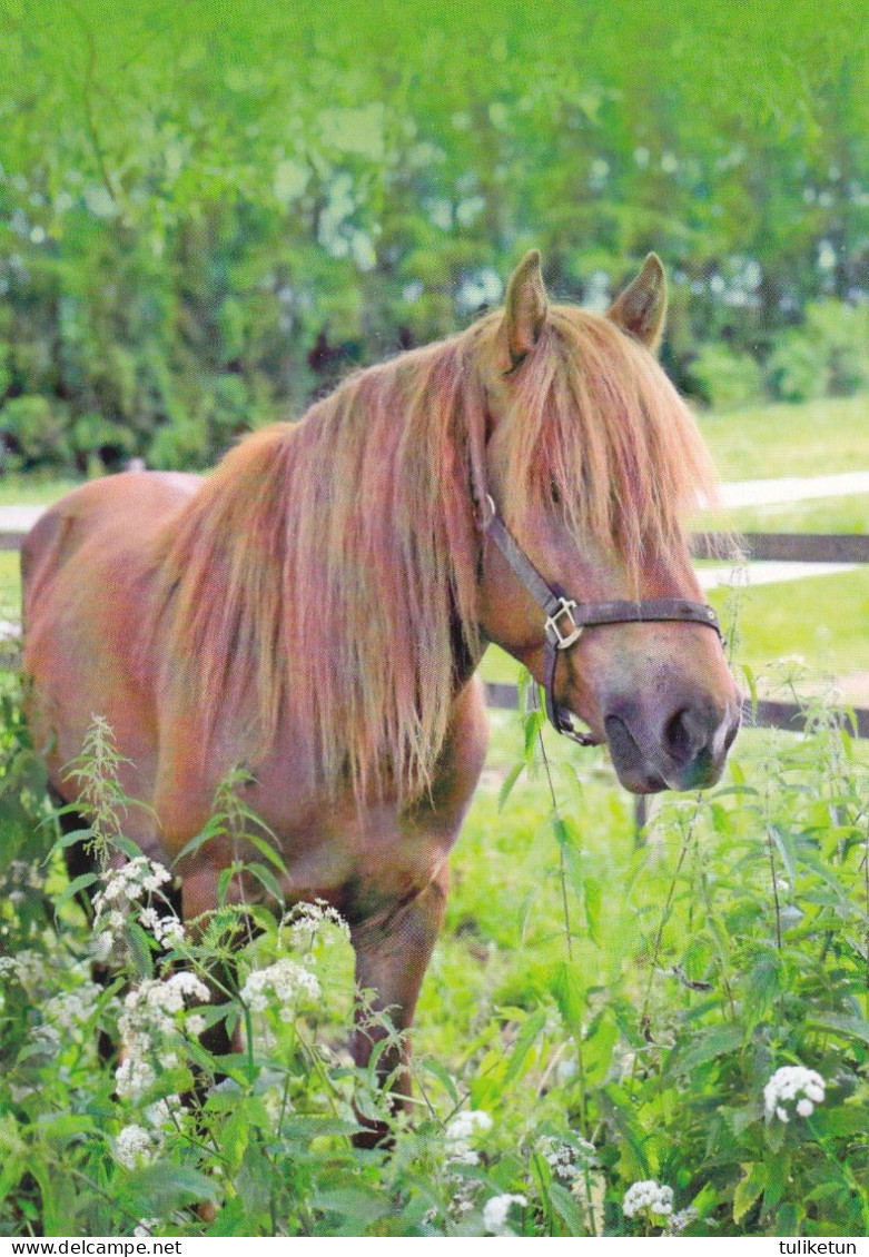 Horse - Cheval - Paard - Pferd - Cavallo - Cavalo - Caballo - Häst - Korttituote - Finland - Chevaux