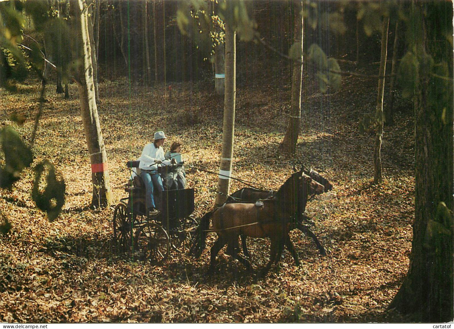 Concours D'attelage . ( Chevaux équitation ) - Autres & Non Classés