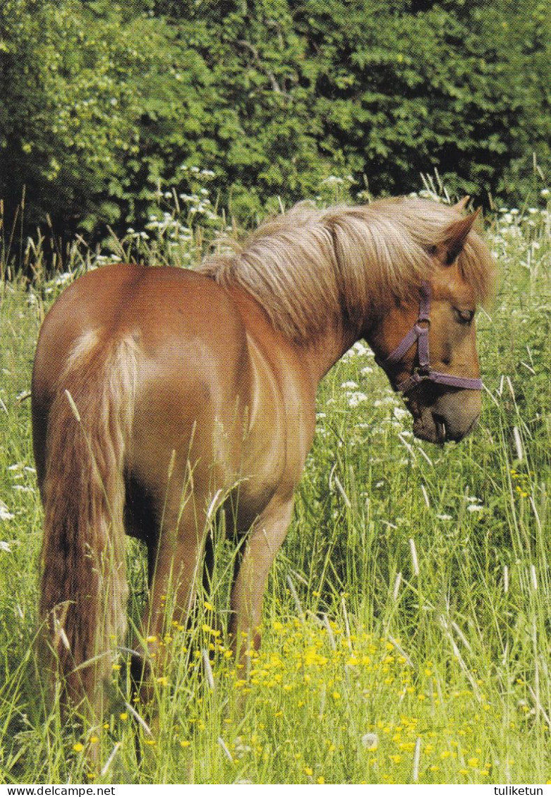 Horse - Cheval - Paard - Pferd - Cavallo - Cavalo - Caballo - Häst - Korttituote - Finland - Paarden
