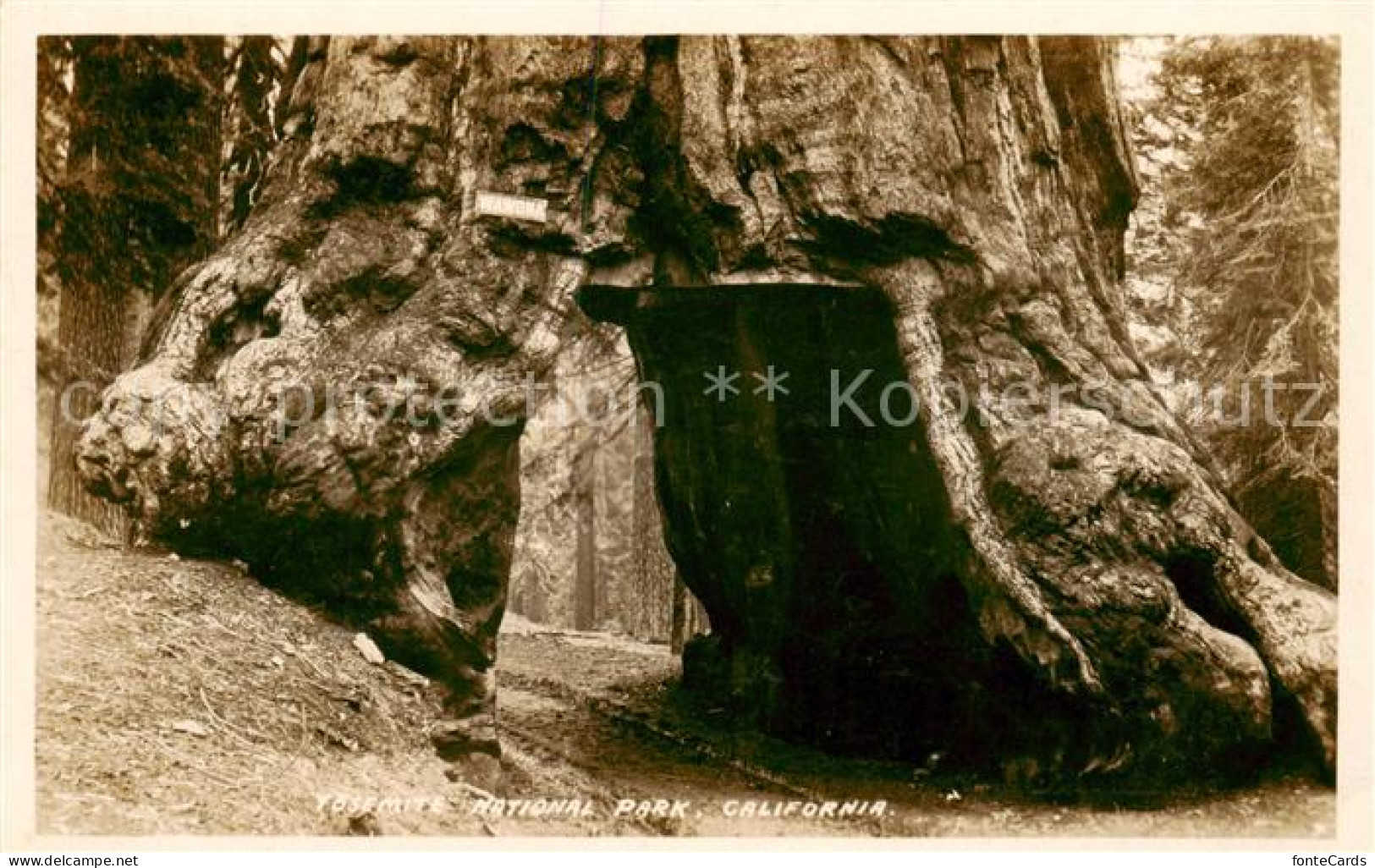 73808107 Yosemite-National_Park_California_USA Wawoka Durchgang Durch Einen Baum - Sonstige & Ohne Zuordnung