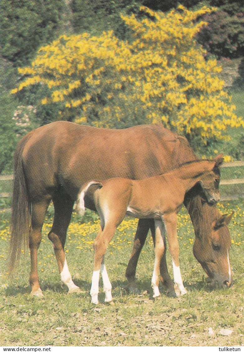 Horse - Cheval - Paard - Pferd - Cavallo - Cavalo - Caballo - Häst - Suomen Korttipalvelu - Finland - Horses