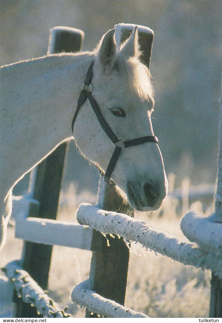 Horse - Cheval - Paard - Pferd - Cavallo - Cavalo - Caballo - Häst - Suomen Korttipalvelu - Finland - Paarden