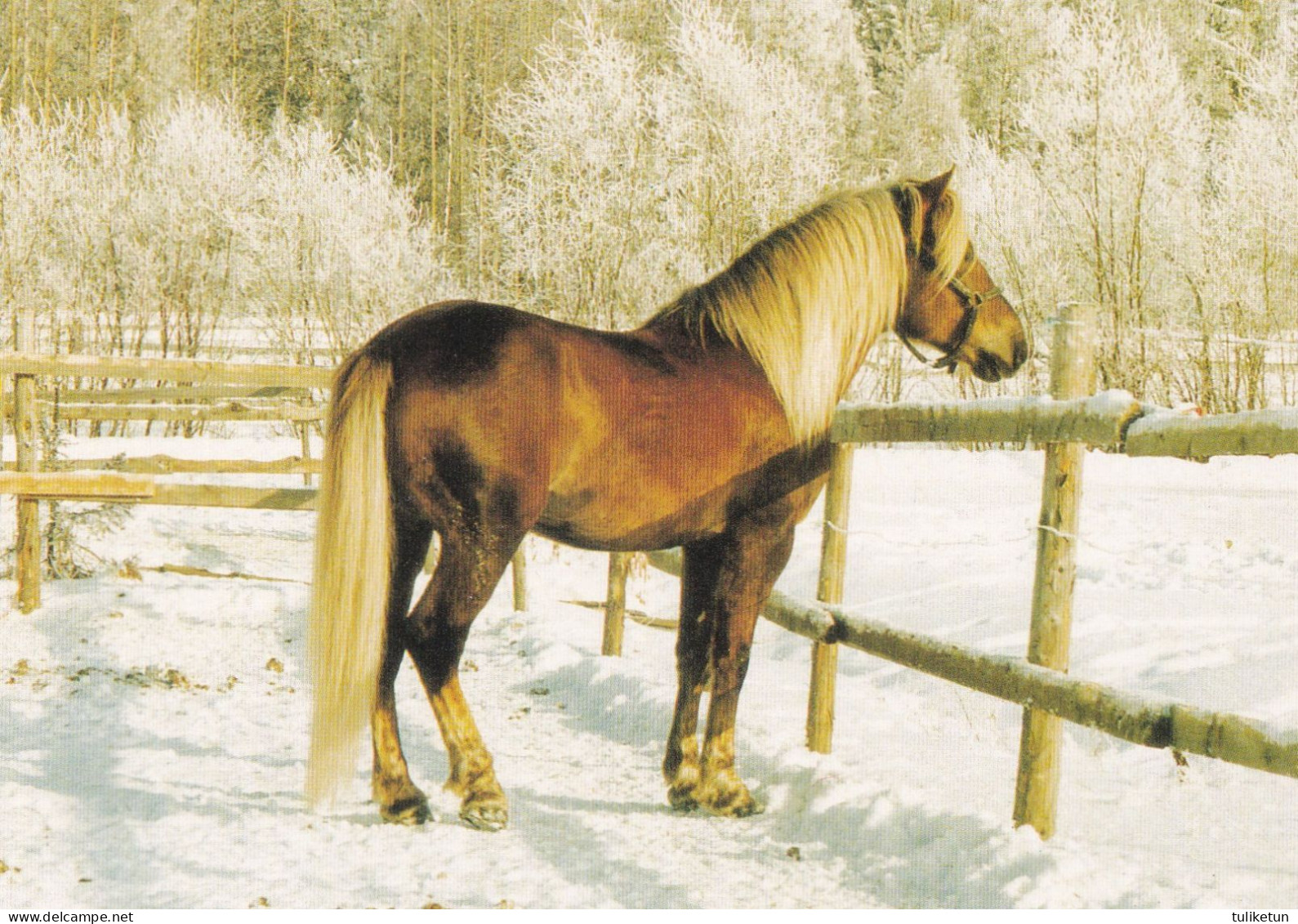 Horse - Cheval - Paard - Pferd - Cavallo - Cavalo - Caballo - Häst - Laatukortti - Finland - Horses