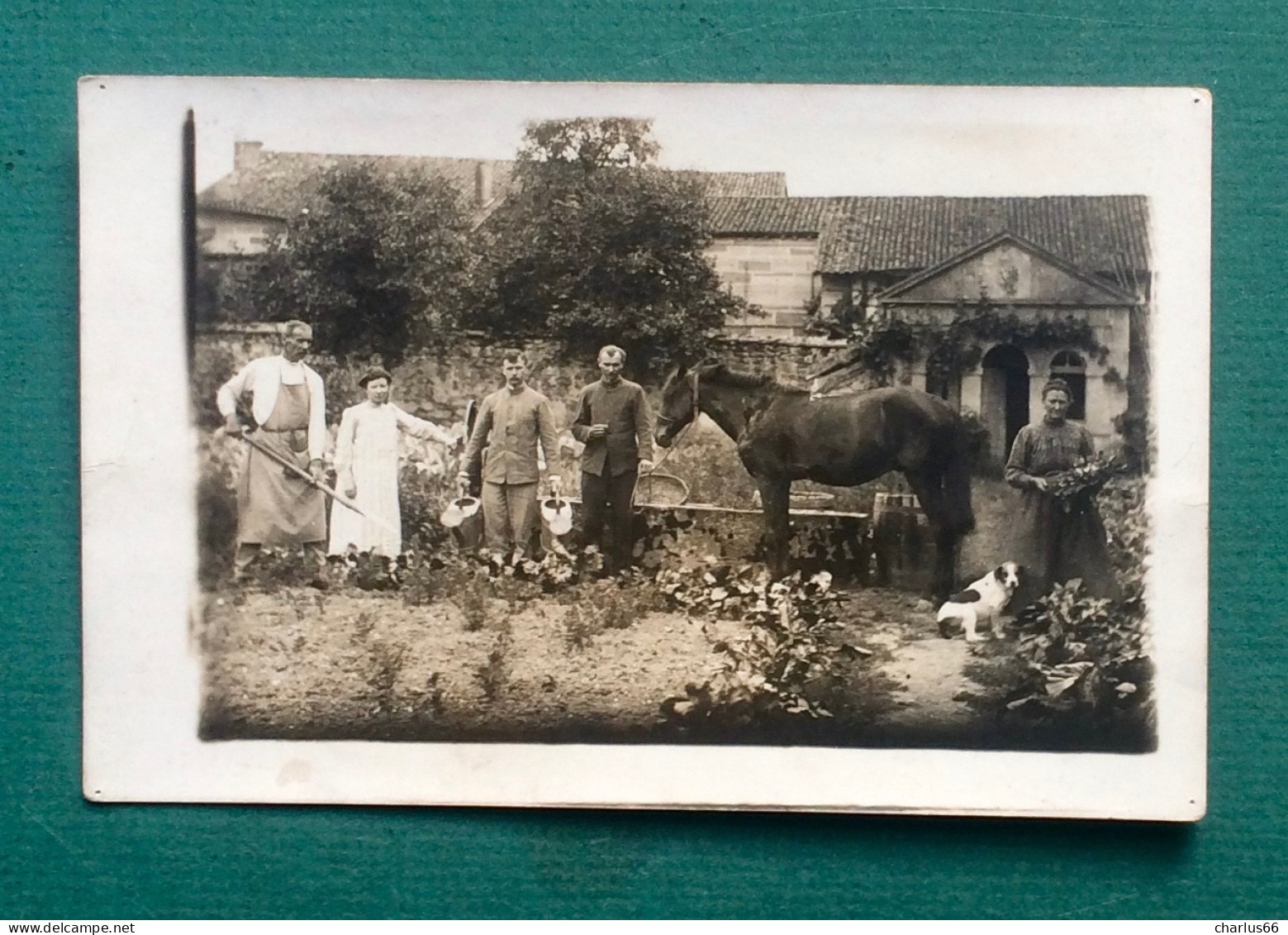CARTE PHOTO Ancienne Agriculture Agricole Culture Terre Maraichage Cheval - Other & Unclassified