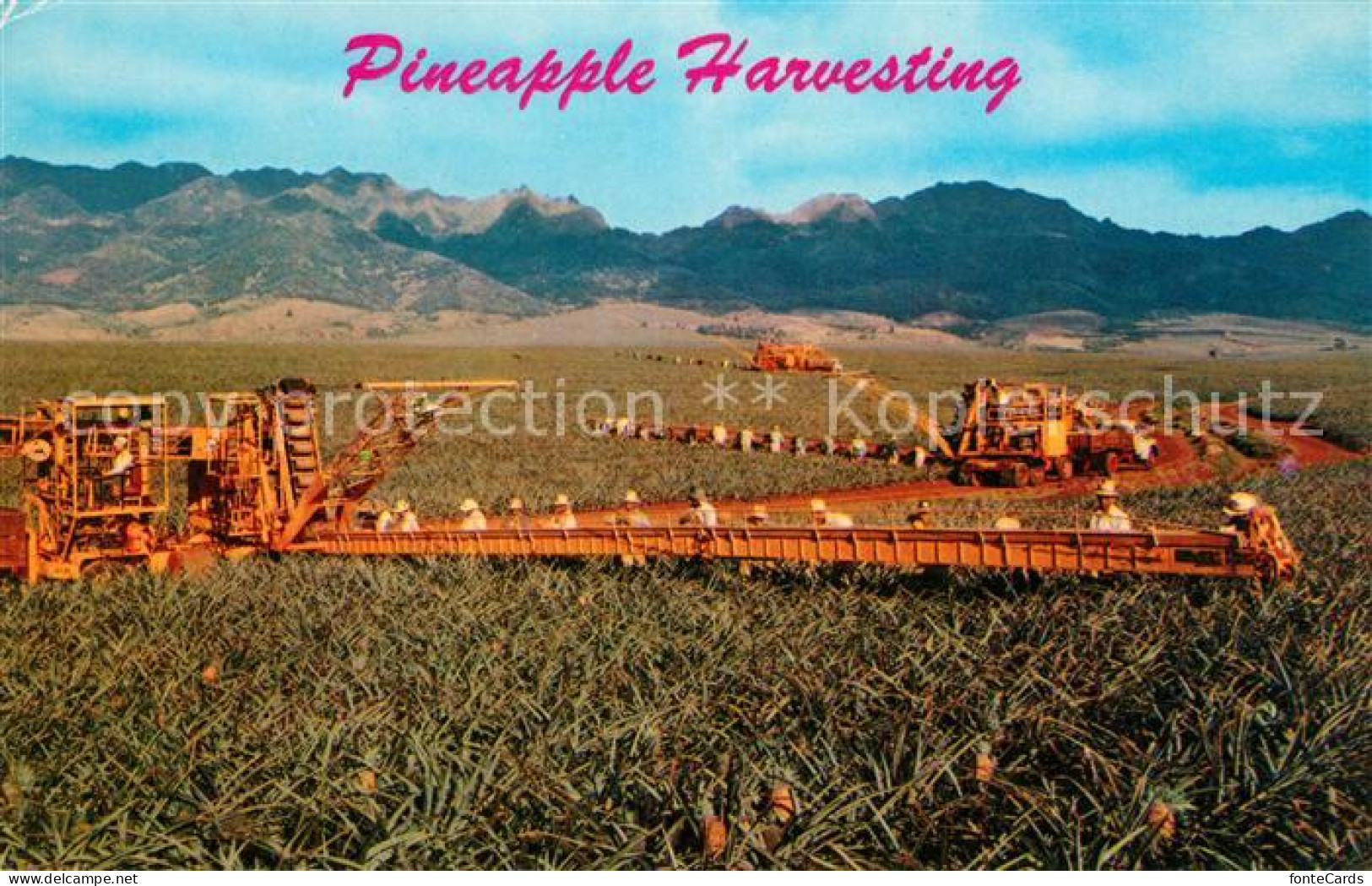 73051519 Honolulu Pineapple Harvesting - Autres & Non Classés