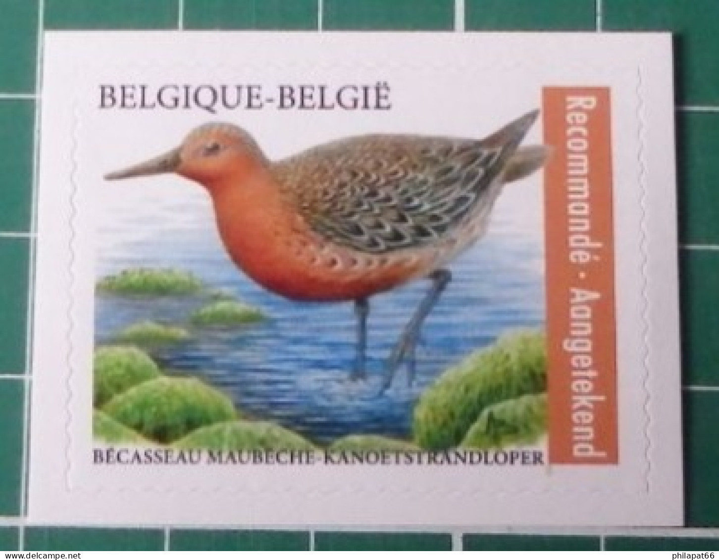 Kanoetstrandloper 2023 - 1985-.. Vogels (Buzin)