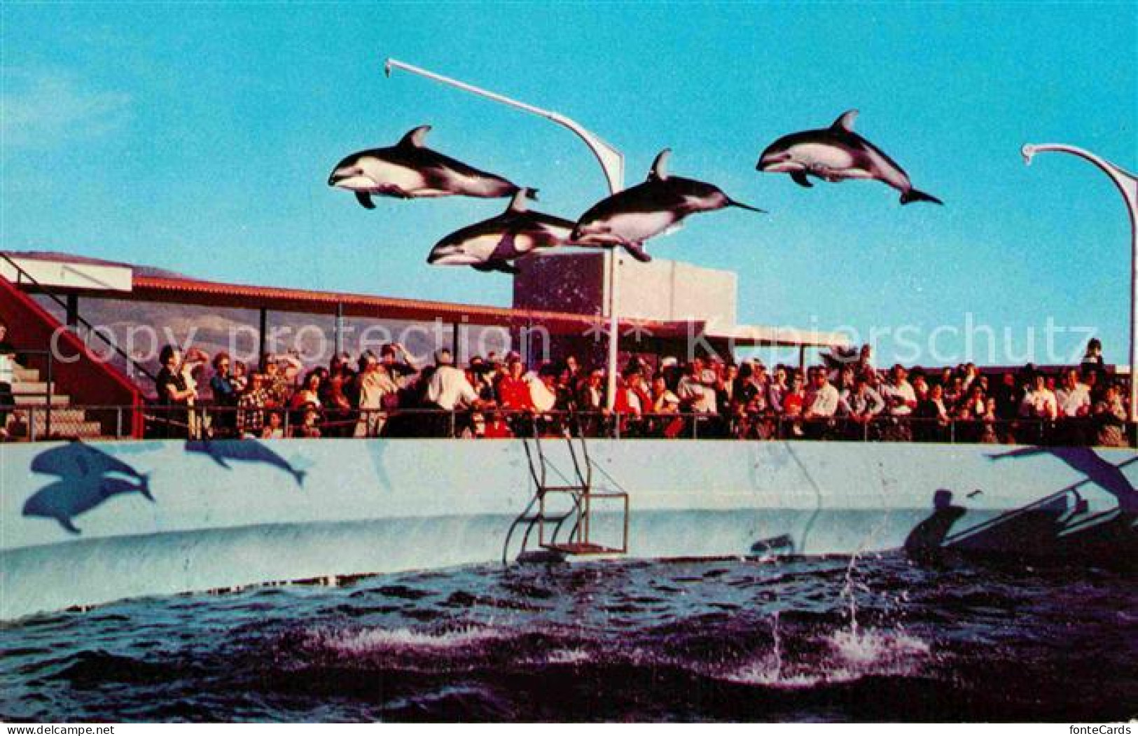 72872621 Marineland High Flying Dolphins  - Other & Unclassified