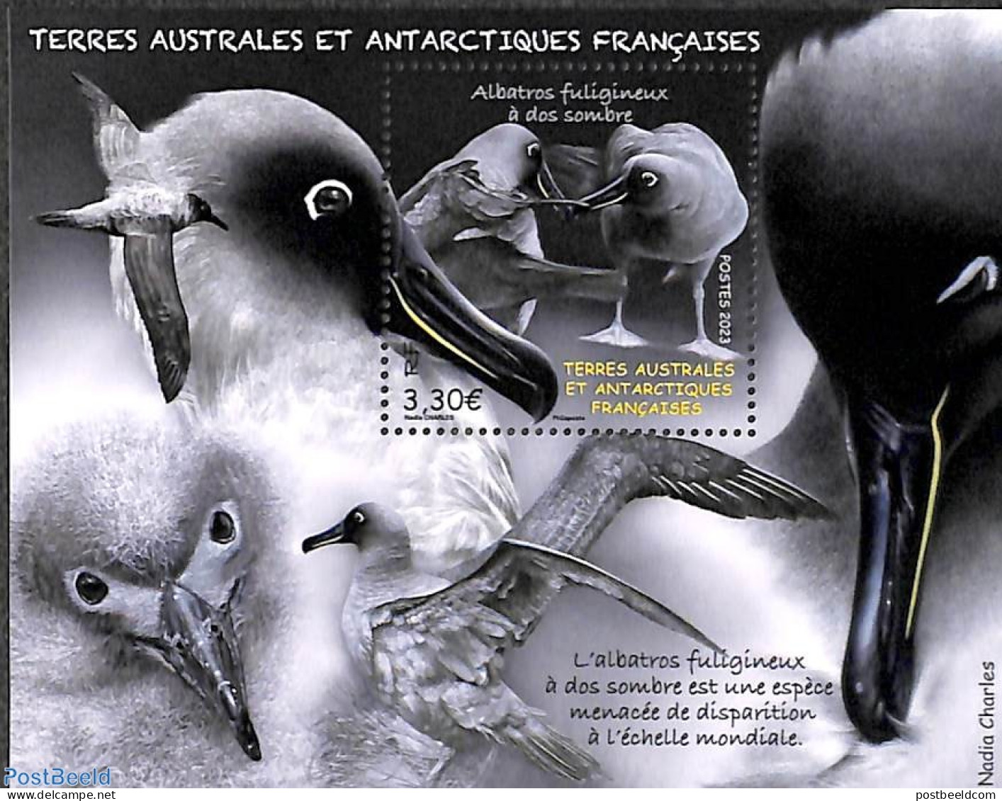 French Antarctic Territory 2023 Albatros S/s, Mint NH, Nature - Birds - Ungebraucht