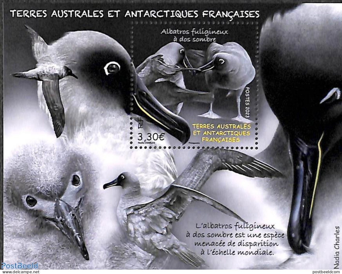 French Antarctic Territory 2023 Albatros S/s, Mint NH, Nature - Birds - Neufs