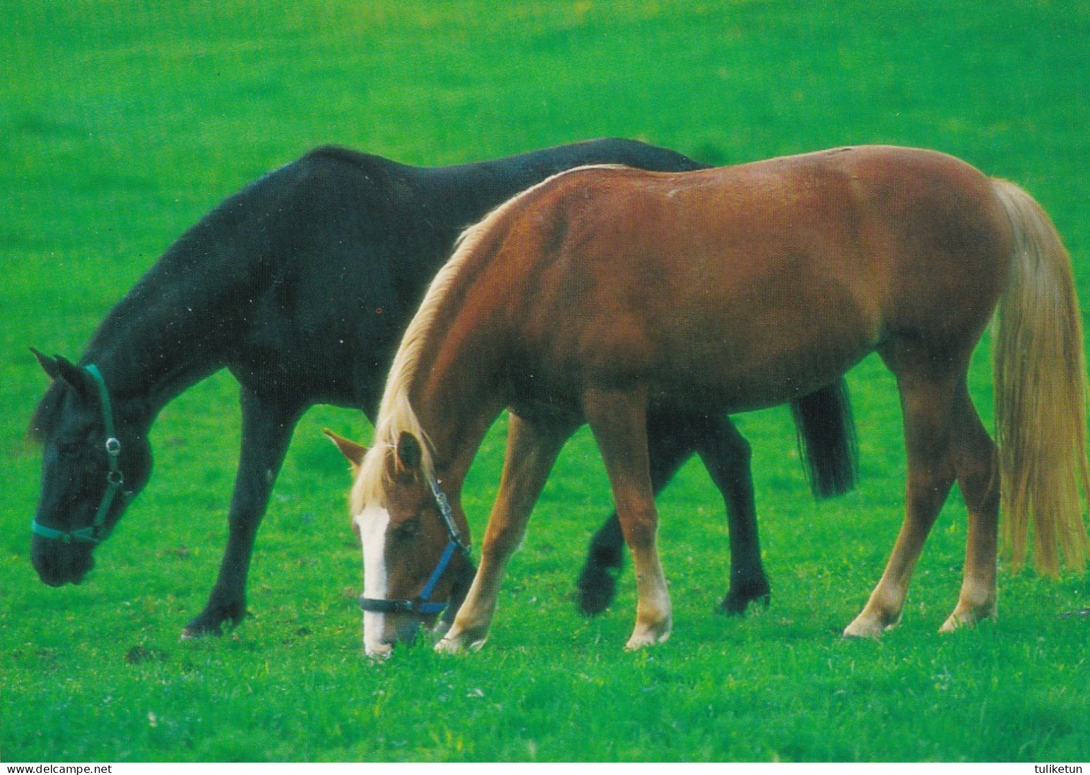 Horse - Cheval - Paard - Pferd - Cavallo - Cavalo - Caballo - Häst - Karto - Finland - Paarden