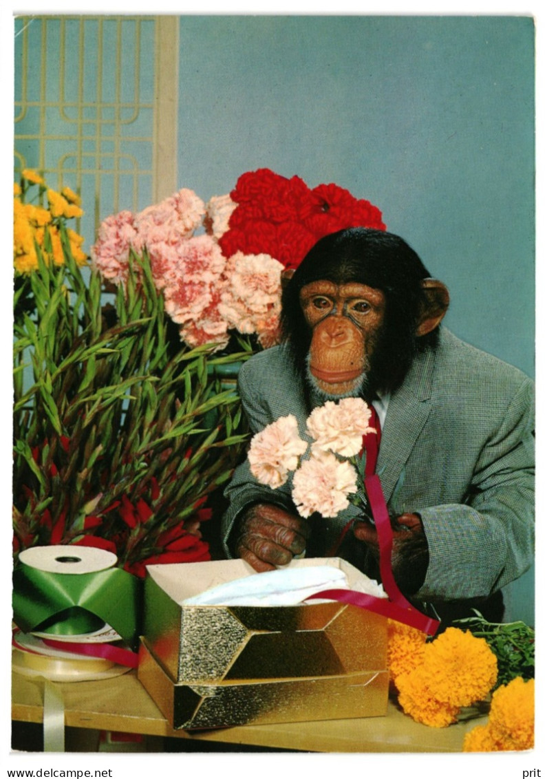Chimpanzee In A Suit, With Flowers & A Gift Box, Primate Ape 1980s Unused Postcard. Publisher Schöning, Lübeck Germany - Singes