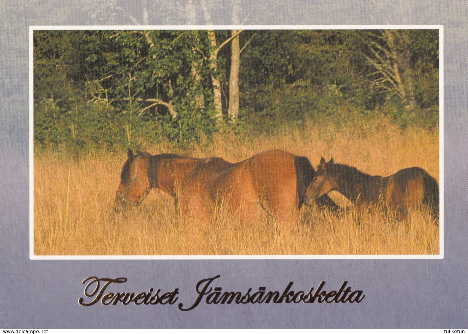 Horse - Cheval - Paard - Pferd - Cavallo - Cavalo - Caballo - Häst - Greetings From Jämsänkoski - Caballos