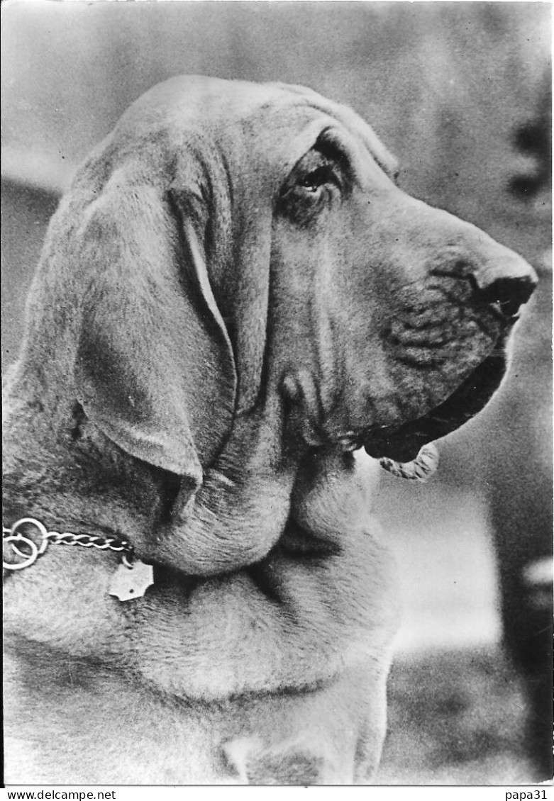 Chien Bloodhound Avec Pub  Génolie - Dogs