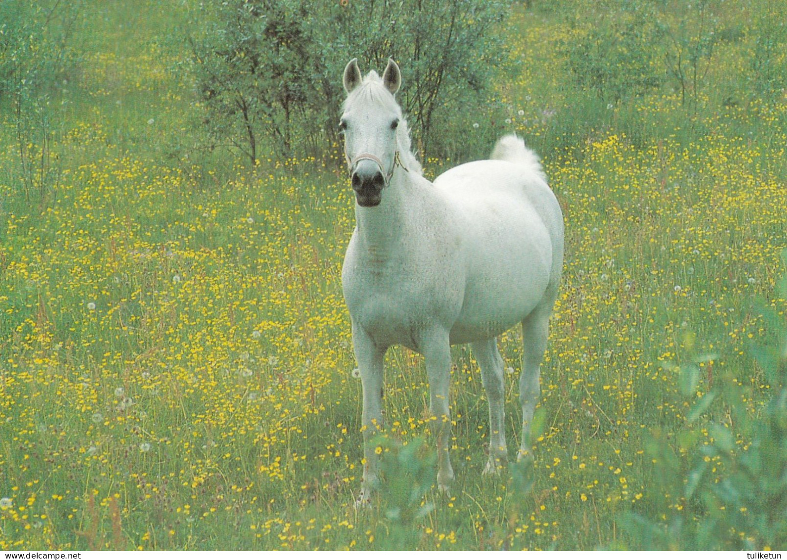 Horse - Cheval - Paard - Pferd - Cavallo - Cavalo - Caballo - Häst - Painamo Oy - Finland - Chevaux