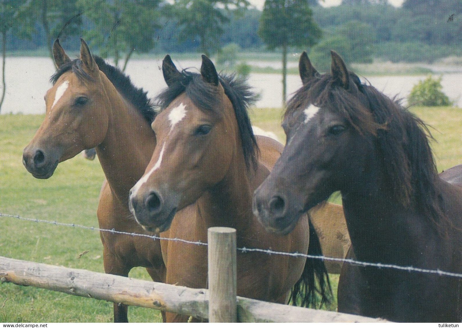 Horse - Cheval - Paard - Pferd - Cavallo - Cavalo - Caballo - Häst - Finland - Caballos