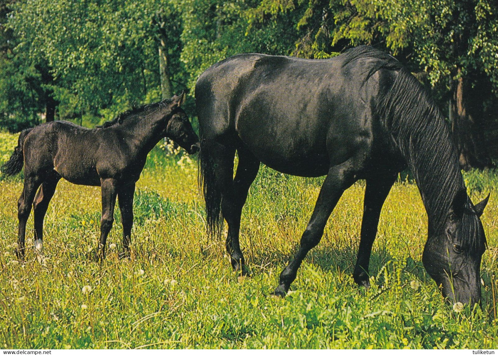 Horse - Cheval - Paard - Pferd - Cavallo - Cavalo - Caballo - Häst - Paletti - Finland - Paarden